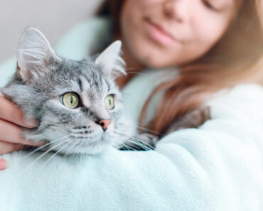 Un chat ne me fait pas confiance après une visite chez le vétérinaire : est-ce normal ?