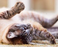 Pourquoi les chats roulent-ils dans la terre ? 9 raisons pour lesquelles !