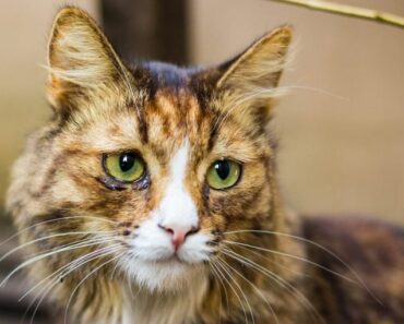 Les chats peuvent-ils pleurer ?