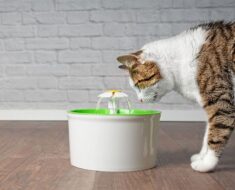 4 façons simples d’amener votre chat à boire plus d’eau