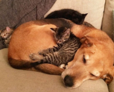 Un chien sans abri adopte des chatons après avoir perdu des chiots : les lèche et les protège
