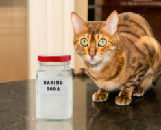 Bicarbonate de soude et chat : 5 utilisations possibles