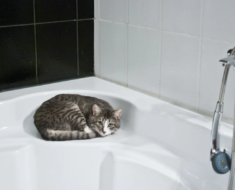 11 bonnes raisons pour lesquelles votre chat vous suit aux toilettes