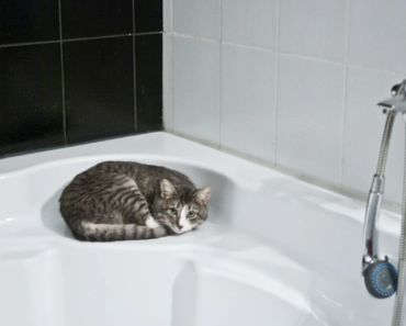 11 bonnes raisons pour lesquelles votre chat vous suit aux toilettes