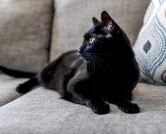 Connaissez-vous ces 10 faits sur les chats noirs