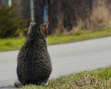 Les chats ont-ils un bon sens de l’orientation ?