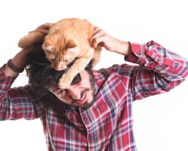 Pourquoi les chats se faufilent-ils ?