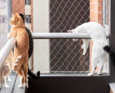 Chat dans l’appartement : Mon chat doit-il être autorisé sur mon balcon ?