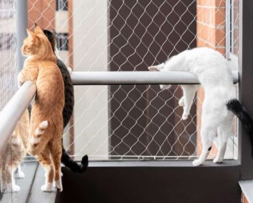 Chat dans l’appartement : Mon chat doit-il être autorisé sur mon balcon ?