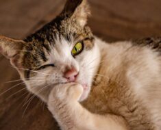 Pourquoi les chats se rongent les ongles