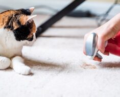 Mon chat fait caca en dehors de la litière : 6 conseils pour y mettre fin