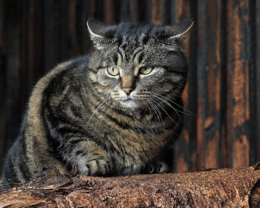 Combien de temps les chats restent-ils fous ?