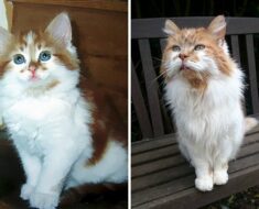 Un chat adopté en 1988 célèbre son 32e anniversaire cette année