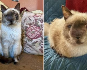 Ce chat au visage particulier est déterminé à vivre pleinement après avoir été retrouvé abandonné