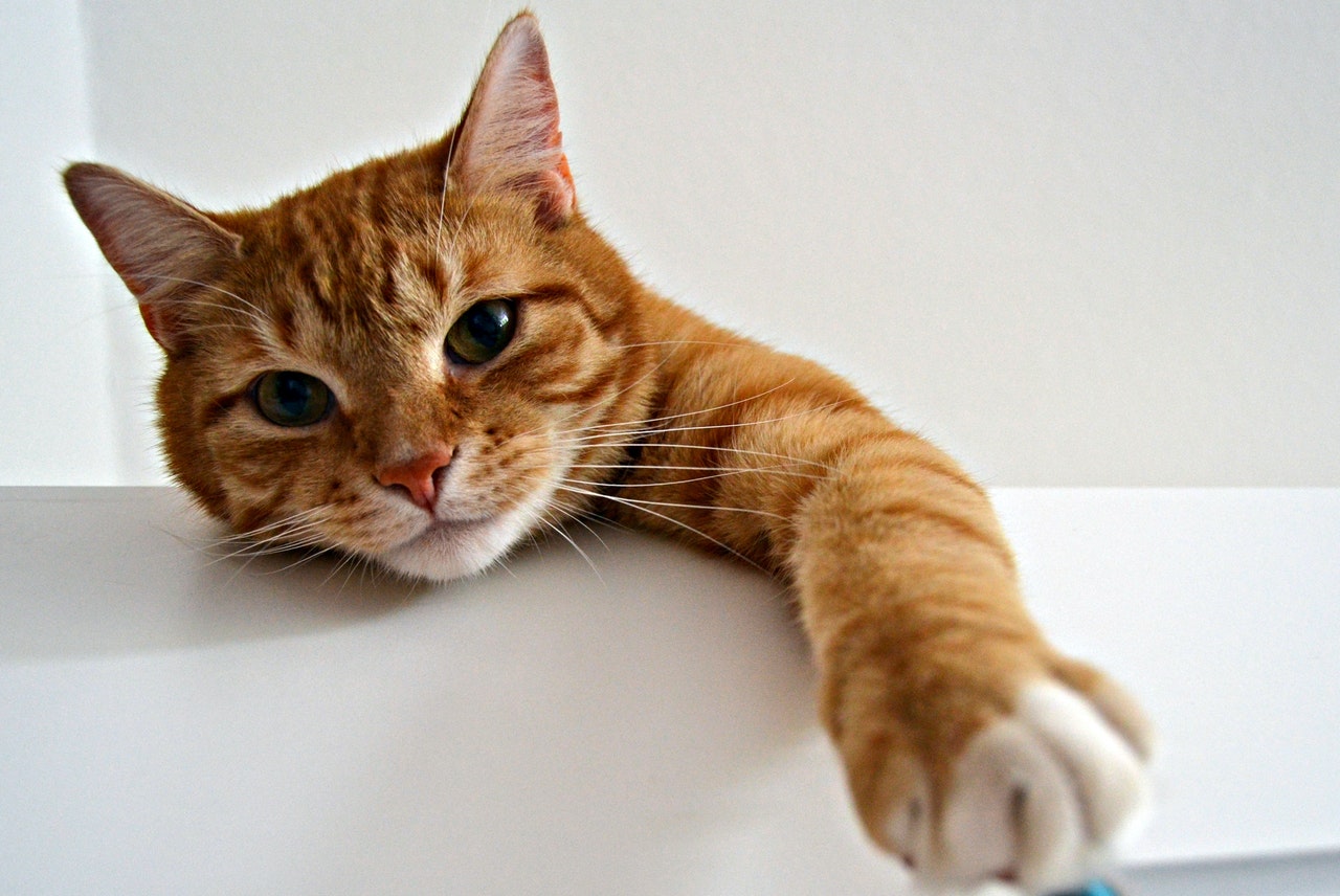 Que signifient les différentes positions des oreilles de chat ? BDAILY