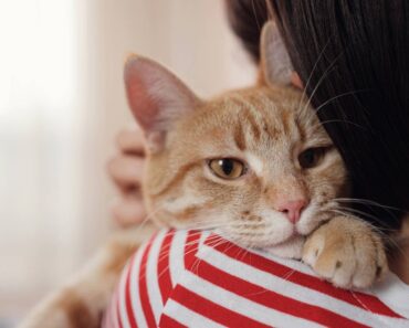 Pourquoi mon chat mange-t-il mes cheveux ?