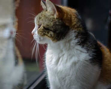 Voici ce que font les chats lorsqu’ils se sentent abandonnés