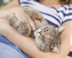 6 Signes que votre chat vous aime, selon des experts