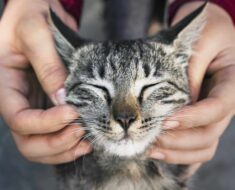 5 façons de rendre votre chat heureux