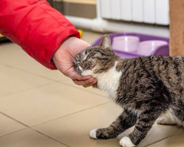 Pourquoi mon chat me donne-t-il un coup de tête ?