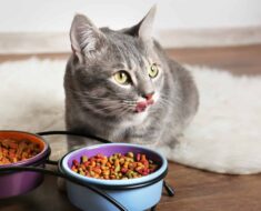 Alimentation saine pour les chats : comment choisir la bonne nourriture pour chat