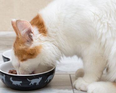 8 recettes maison pour chats