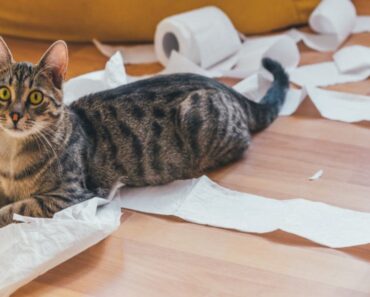 Comment faire pour que mon chat arrête de faire quelque chose ?