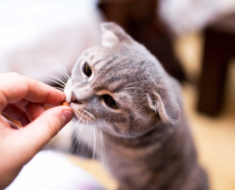 7 aliments humains sains pour les chats