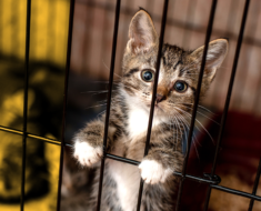 Parmi les cages vides du refuge, il y en avait une : un petit chaton triste y était assis.