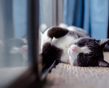 Est-ce cruel de garder un chat à l’intérieur tout le temps ?