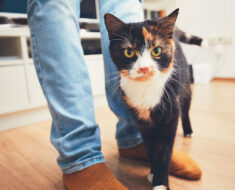 Pourquoi les chats se frottent-ils contre vos jambes ?