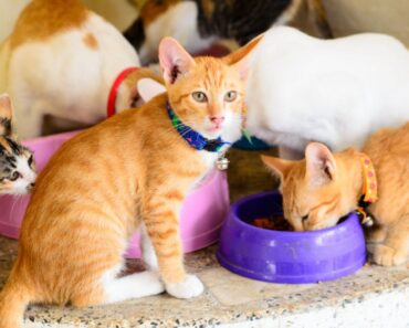 Pourquoi votre chat ne boit pas d’eau et conseils pour l’hydrater