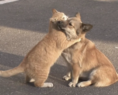 « Ne t’inquiète pas, je ne te quitterai pas » : un chat errant réconforte un chien abandonné par ses propriétaires
