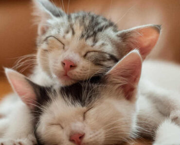 Leurs frères et sœurs manquent-ils aux chats ?