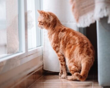 Les chats manquent-ils à leurs propriétaires ? 6 signes