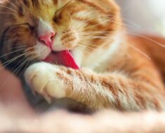 10 problèmes comportementaux courants chez les chats que vous devriez connaître