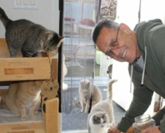 Un homme a nourri des chats des rues devant son bureau pendant 20 ans, mais il a arrêté : ils ont vite trouvé sa maison
