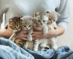 Que faire si votre chat a un accouchement difficile