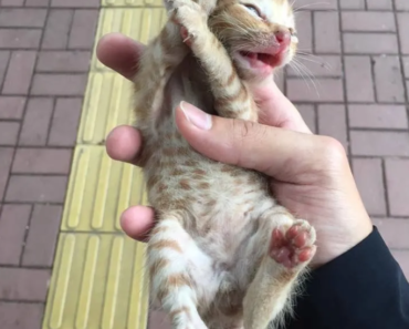 Un homme arrête la circulation sur une autoroute très fréquentée pour sauver un magnifique petit chaton