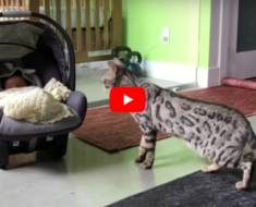 Le chat du Bengale rencontre son nouveau petit frère