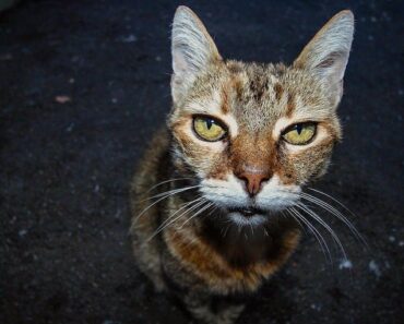 Votre chat vieillit : 4 signes indiquant que votre chat vieillit