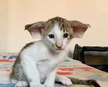 En raison de l’apparence du chat, personne ne veut le prendre dans la famille