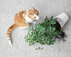 10 astuces pour éloigner les chats des plantes