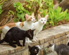 Combien de temps vivent les chats d’extérieur ?