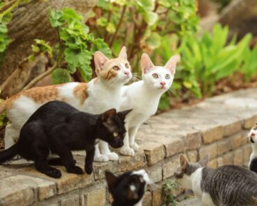 Combien de temps vivent les chats d’extérieur ?