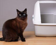 6 raisons courantes pour lesquelles les chats font pipi en dehors du bac à litière