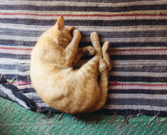10 positions de sommeil courantes chez les chats, ce qu’elles signifient