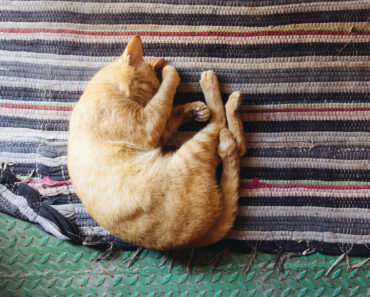 10 positions de sommeil courantes chez les chats, ce qu’elles signifient