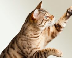 Pourquoi les chats n’aiment-ils pas quand vous touchez leurs pattes ?​