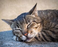 6 raisons pour lesquelles votre chat bave, de la maladie au stress